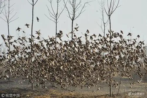 山东青岛:麻雀"抱团"抵御鸟鹰袭击 密集成群场面壮观