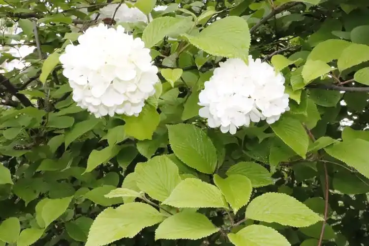 琼花(白绣球花)开在农历三月末