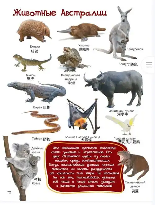 俄语澳洲动物
