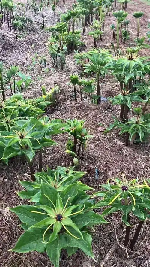 农村中药种植:重楼的栽培技术,其中的细节,还请农民朋友们注意