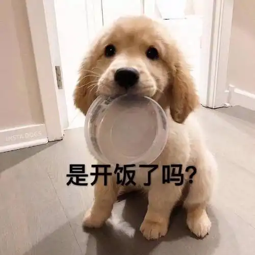 萌宠gif汪星人gif是开饭了吗gif我都饿了gif呆萌gif可爱gif