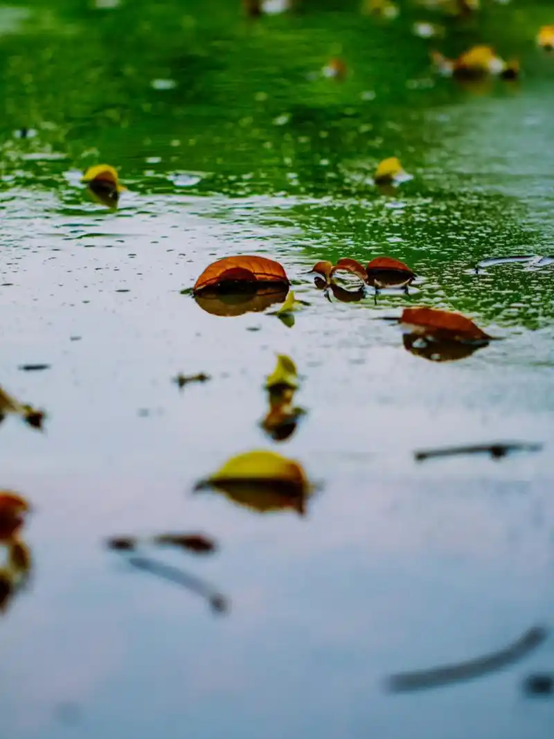 温柔治愈7515 适合下雨天发朋友圈的文案短 风来听风,花开赏花,云