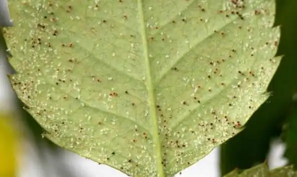 一招搞定红蜘蛛,持效期可达3个月,初夏防治正当时