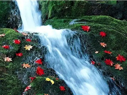 属虎***好旺财山水风景图片,属虎的人养什么植物可以旺财