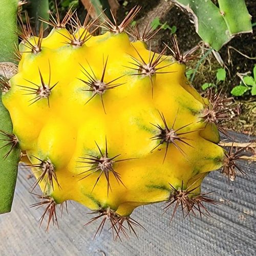 【顺丰礼盒】新鲜燕窝果罕见稀有云南特产麒麟黄金火龙果孕妇水果