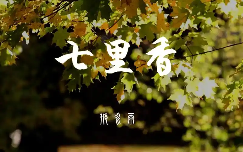 《七里香》送给你们,,秋刀鱼的滋味,猫跟你都想了解