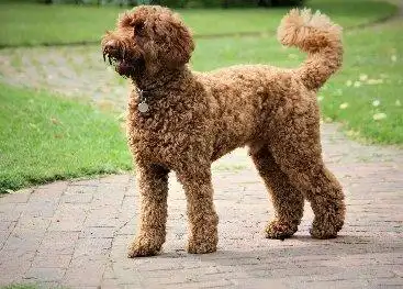 成年棕色泰迪狗图片卷毛