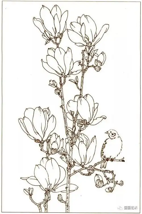 书画联盟丨白描花鸟画稿