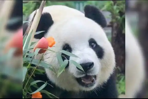 飞云,是一个女汉子,但它笑起来的样子真的好萌好可爱.