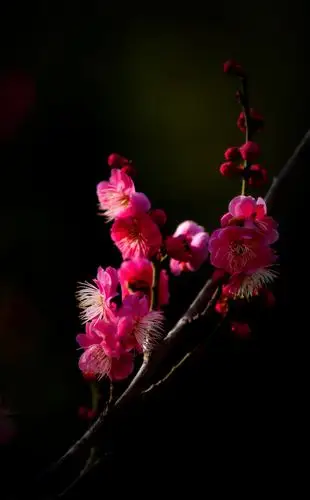 梅                           宋   徐恢 江梅闲尽腊梅稀