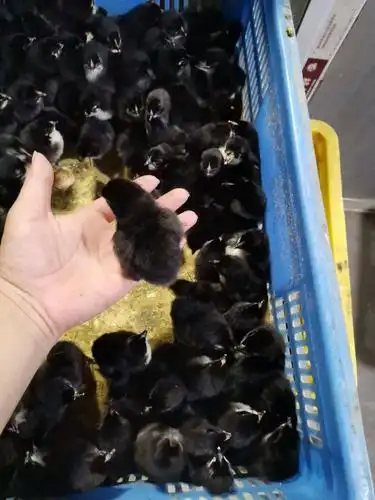 五黑鸡苗包打疫苗包技术指导包运途损失