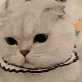 微信可爱聊天表情包|今晚能去你家吗