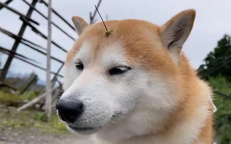 神兽"独角兽"终于现身