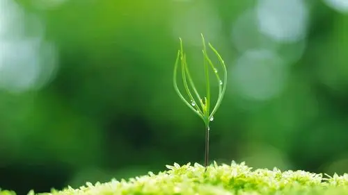 小清新嫩芽绿色护眼精选高清桌面壁纸大全下载