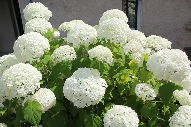 guérardle poule house – 2021最新房价