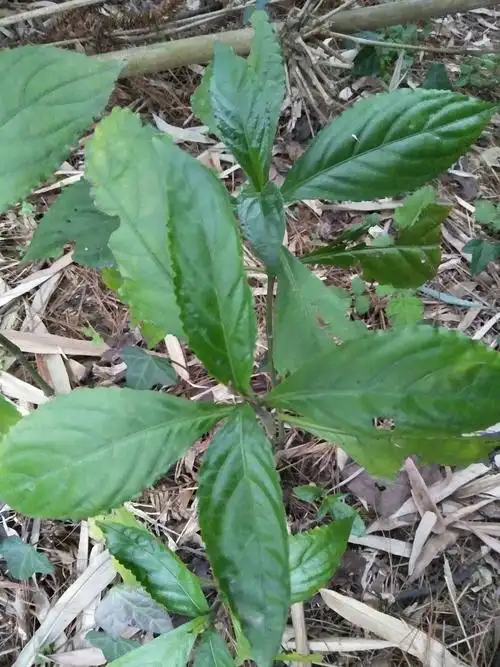 板蓝根,大青叶,蓝叶子