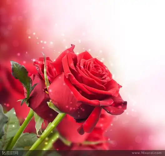 唯美的红玫瑰高清图片(图片id:126177)-高清植物图片-素材中国16素材