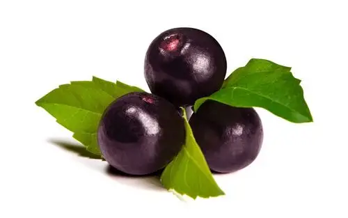 巴西紫莓:亚马逊「生命之果」,一直被埋没的低调英雄