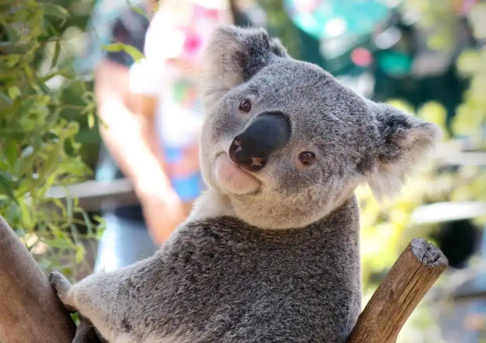抱着树睡觉喝水,考拉的生活竟然如此精彩!