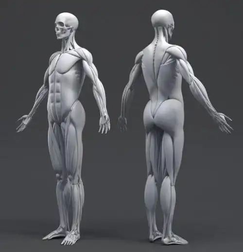 人体解剖学仿真cg模型