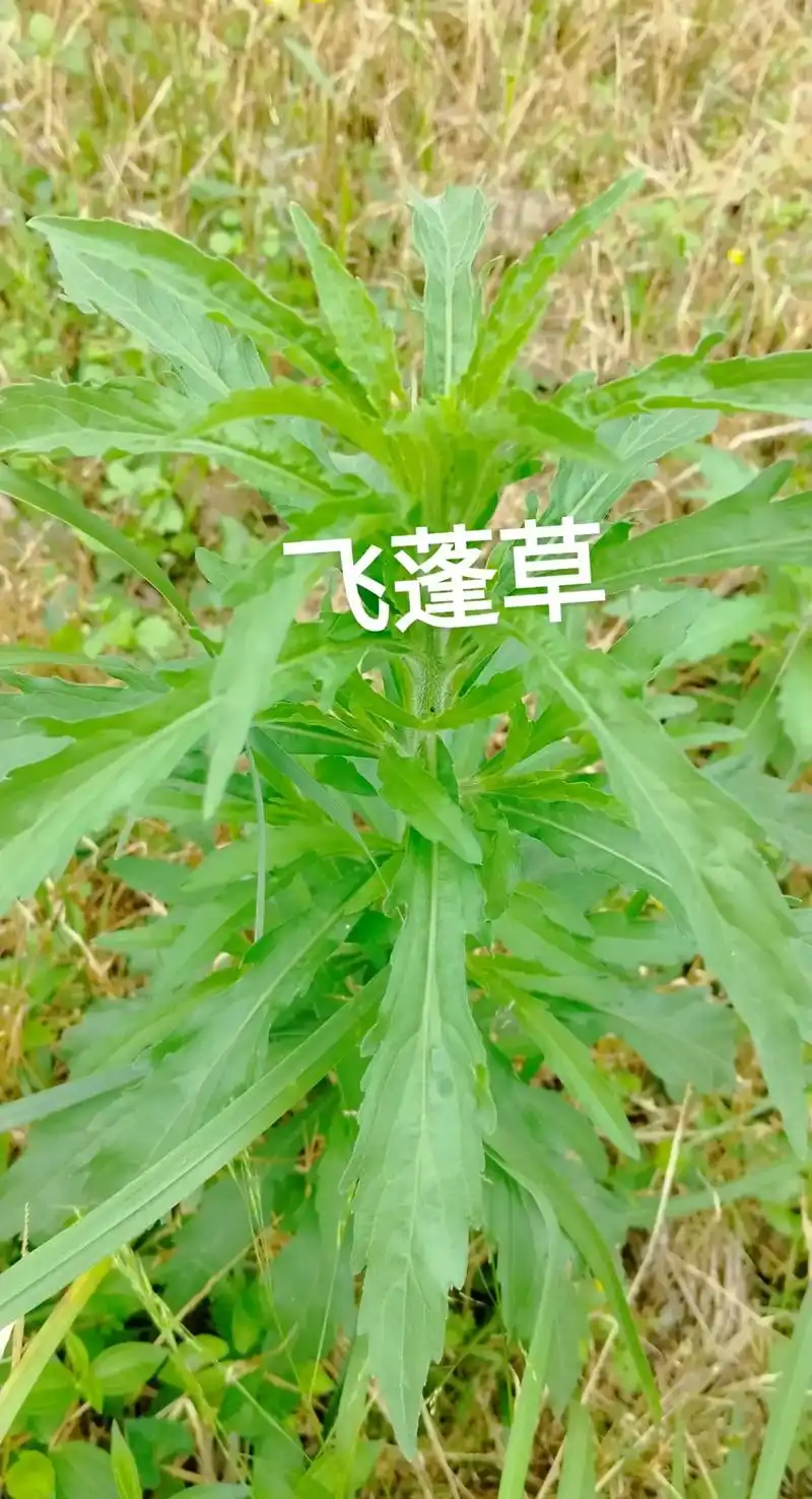 药用植物 #识百草 #中草药 #植物科普 #飞蓬草 - 抖音