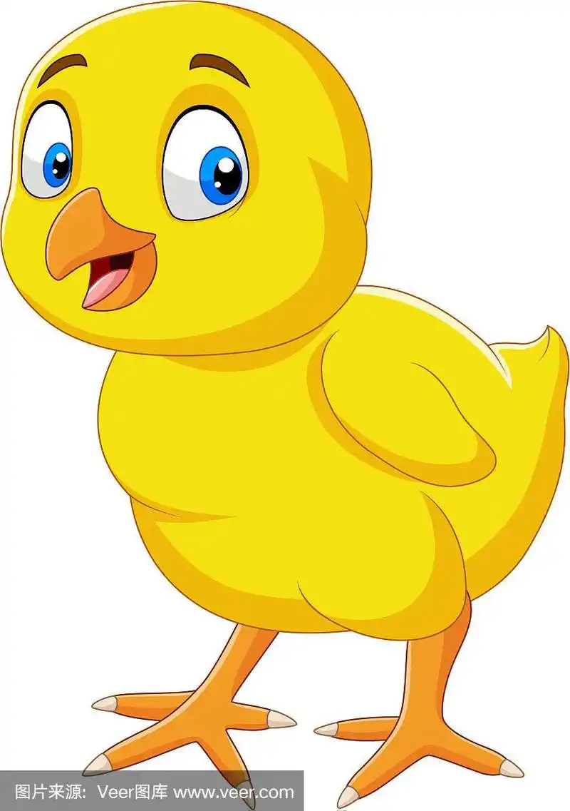 卡通有趣的小鸡孤立