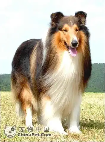 世界名狗大全【进来看看】好不容易找到的