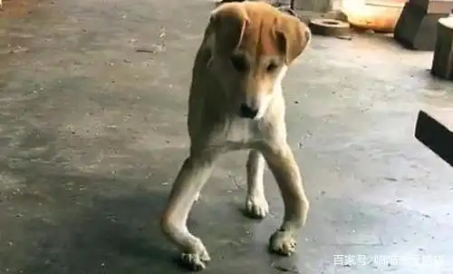 法斗前脚突然一瘸一拐