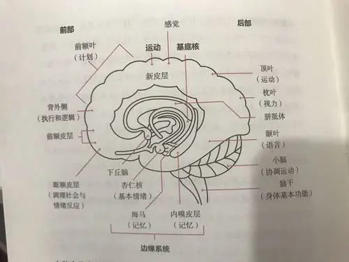 了解大脑,重塑大脑. - 简书