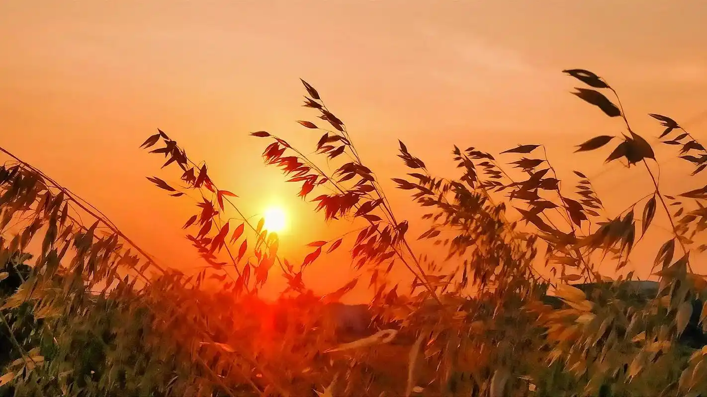 抖音图文来了 #江汉平原#醉美夕阳#麦田#不一样的风景#治 - 抖音