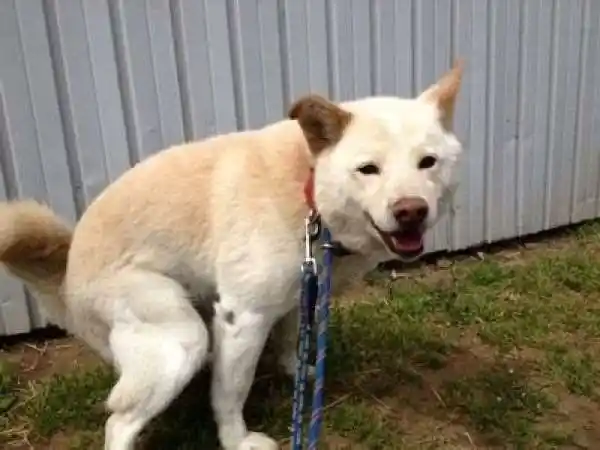 家里狗狗「嗯嗯」时总爱盯著你看吗?