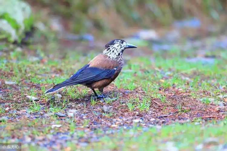 会说话的鸟多少钱一只,排名前10最会说话的鸟品种