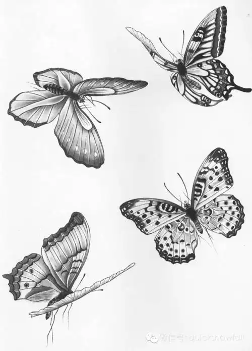 国画基础教程工笔蝴蝶画法与线描画谱