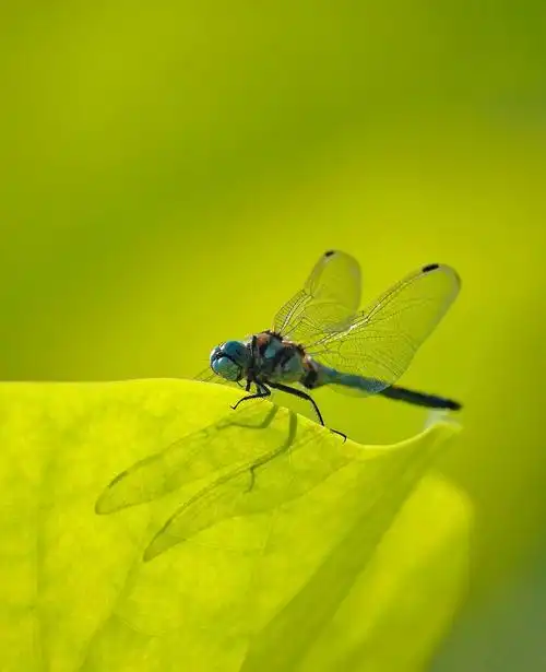【蜻蜓摄影图片】生态摄影_太平洋电脑网摄影部落