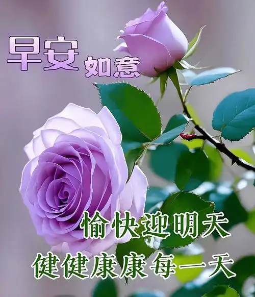 周四早上好,最新版清晨最新早安祝福创意表情包图片带字带问候语录
