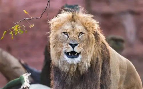 狮子正面图,鬃毛,牙齿