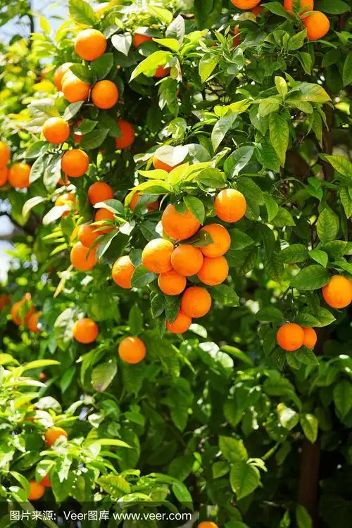 橙树