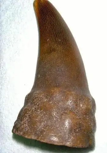 "粟纹"不是"鱼子纹"——犀牛角横断面纹路的