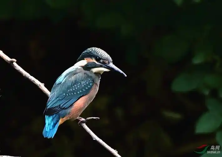 站在枝头的幼翠鸟