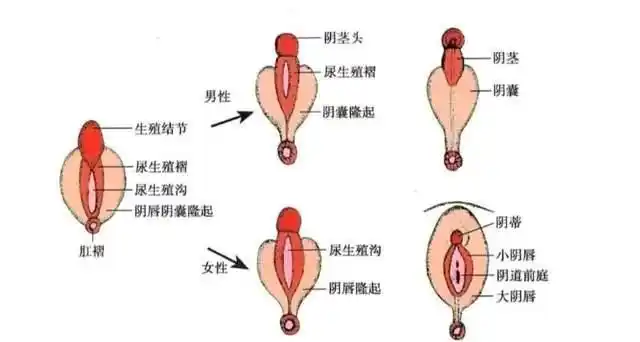 派特灵生物科普|女性外生殖器发育异常,临床基础必备|子宫|睾丸
