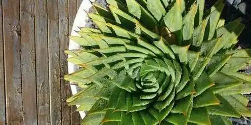 芦荟胖到爆炸,花朵开满了盆,就是用了这个方法!_开花_温度_土壤