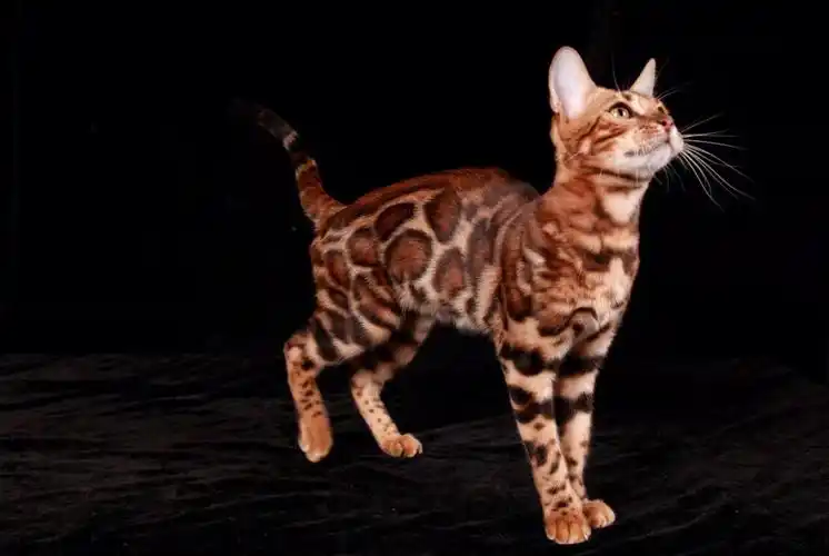 小豹子们拍照片啦