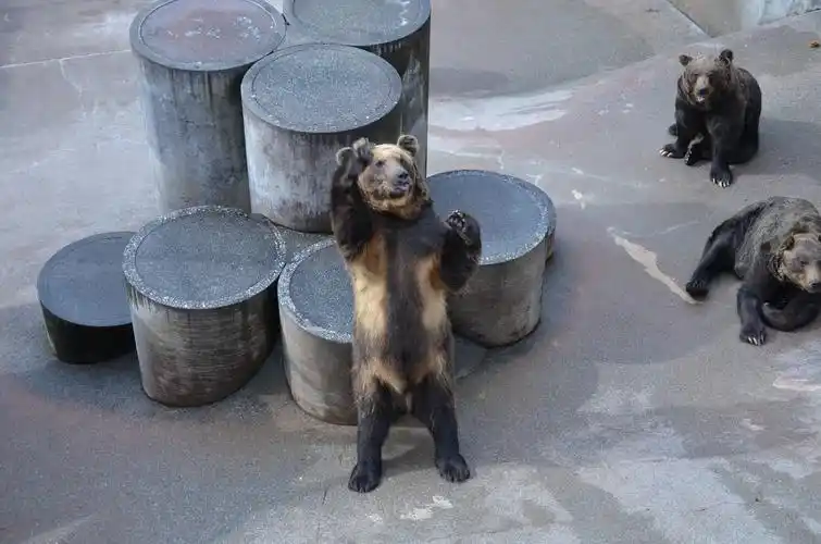 昭和新山熊牧场