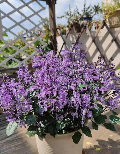 北阳台养花,就选"特丽莎香茶菜",耐阴好养,而且开花勤奋