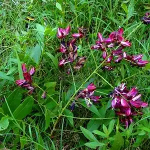 22鸡血藤血风藤马鹿藤紫梗藤猪血藤红藤活血藤大q血藤血龙藤春播