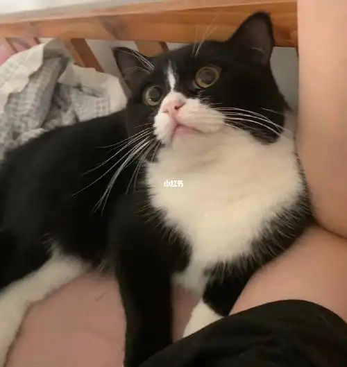 没时间养出一只11个月英短奶牛