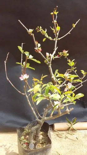 【复色海棠苗】东洋锦海棠,日本海棠 盆栽花卉,庭院观赏花