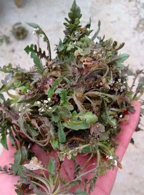 农村这种植物是能抗癌的净肠草这样做最鲜美