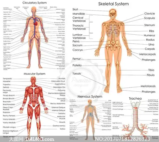 人体多部位解剖效果矢量素材集v5