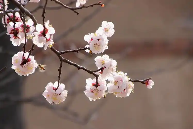 又到杏花盛开时